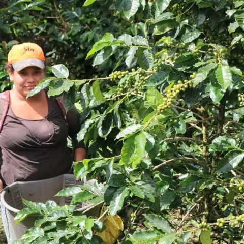 hamac chaise jinotega 5